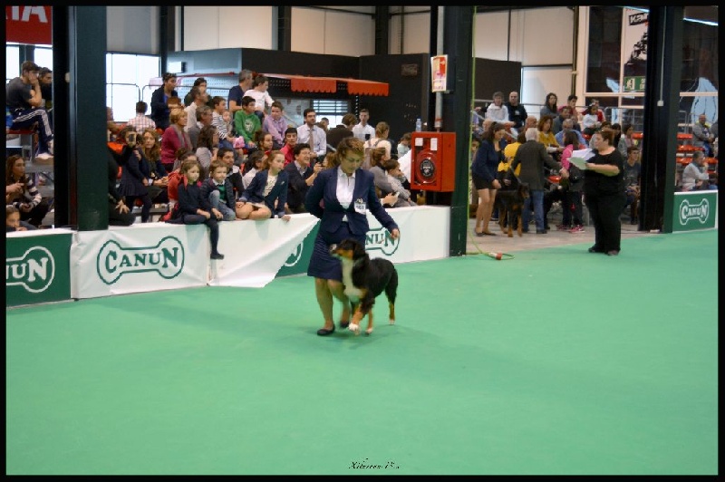 Maverick black sonic De Xiberoan Txakurrak