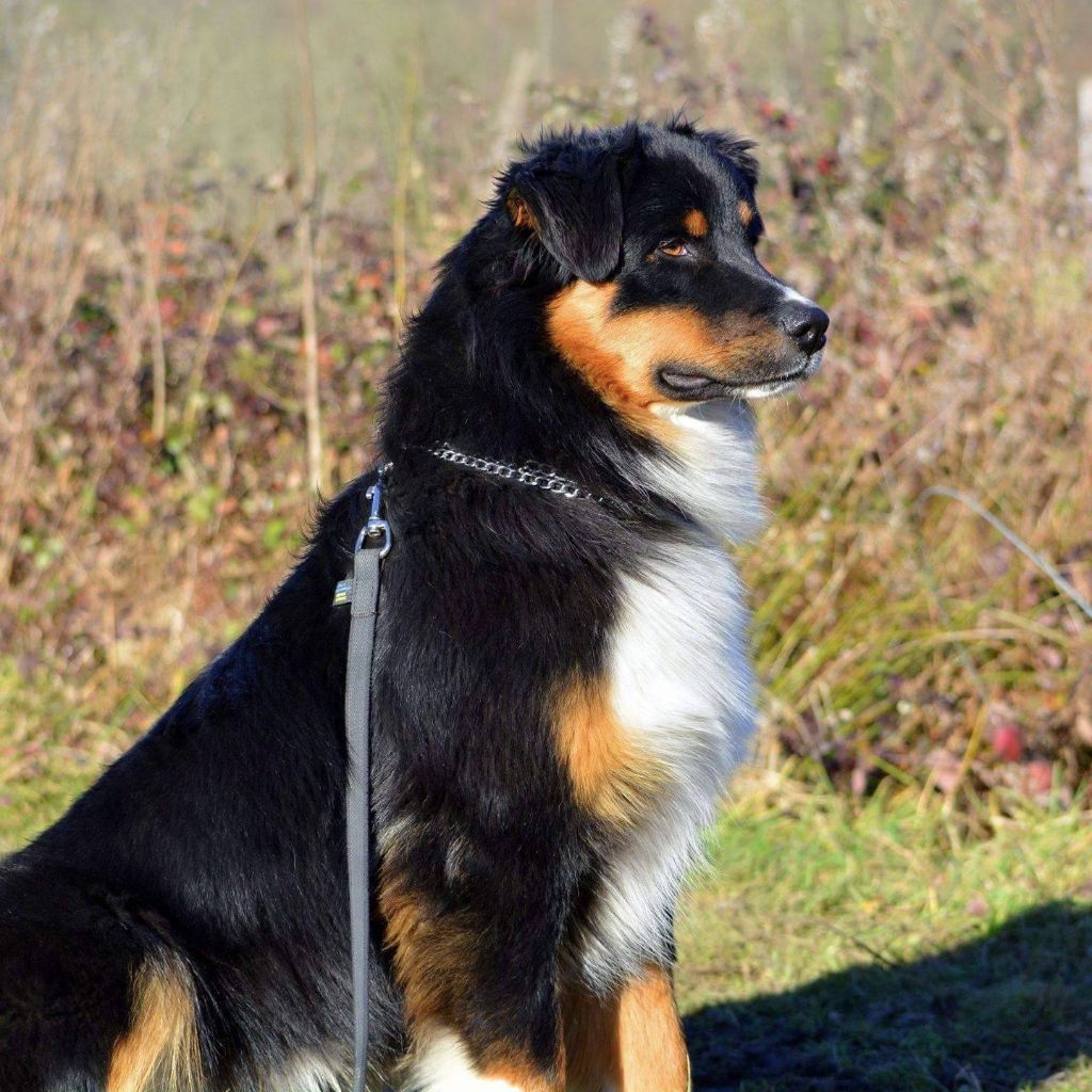 Maverick black sonic De Xiberoan Txakurrak