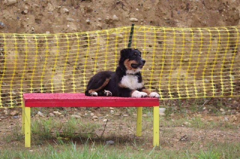 Maverick black sonic De Xiberoan Txakurrak