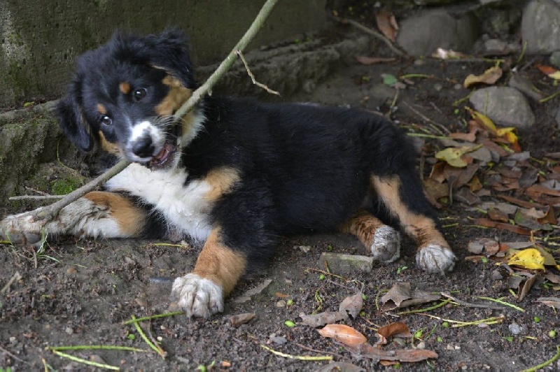 Maverick black sonic De Xiberoan Txakurrak