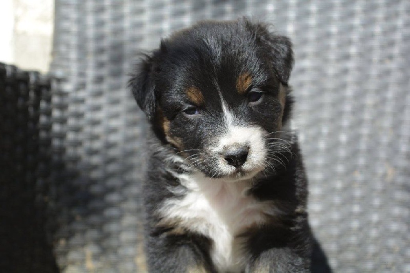 Maverick black sonic De Xiberoan Txakurrak