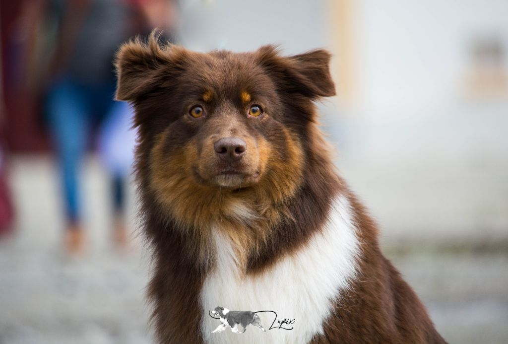 Never without peanut & chocolate De Xiberoan Txakurrak