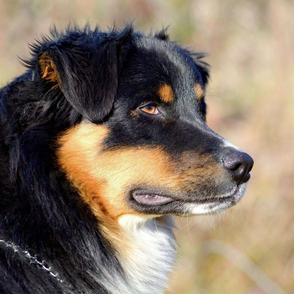 Maverick black sonic De Xiberoan Txakurrak