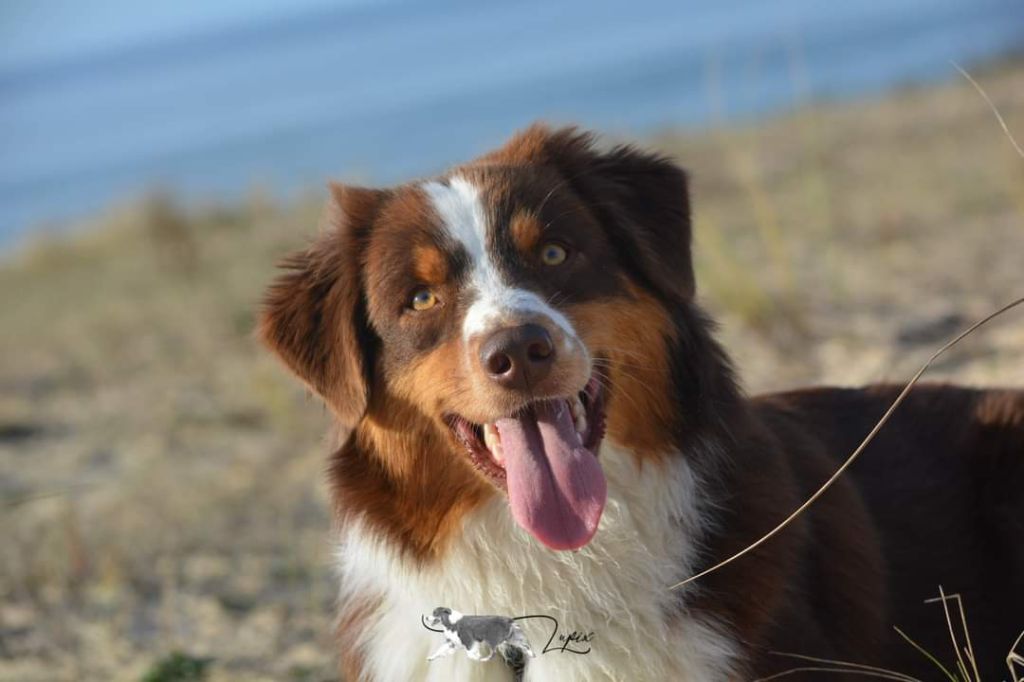 Red sunset De Xiberoan Txakurrak