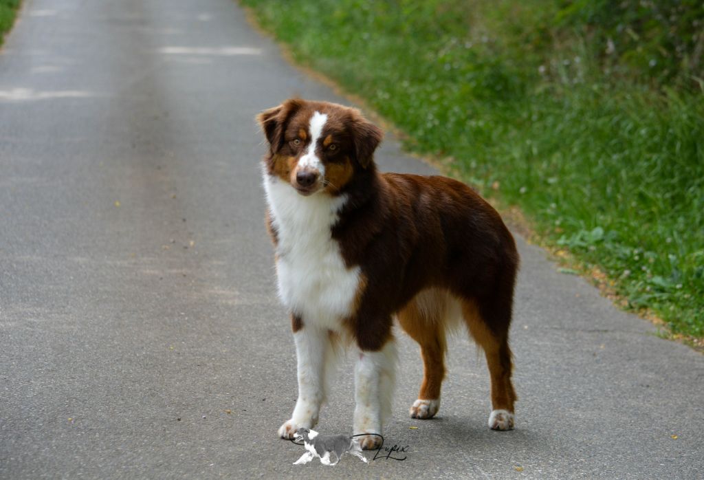 Red sunset De Xiberoan Txakurrak