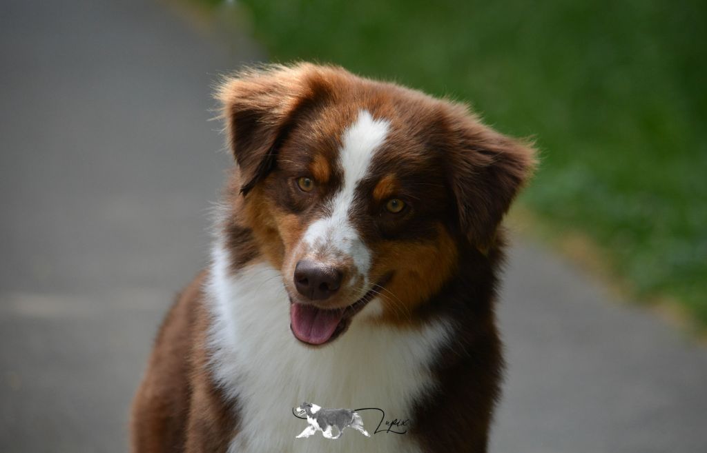 Red sunset De Xiberoan Txakurrak