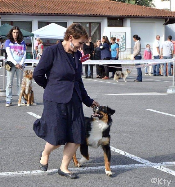 Maverick black sonic De Xiberoan Txakurrak