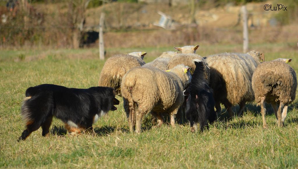 Maverick black sonic De Xiberoan Txakurrak