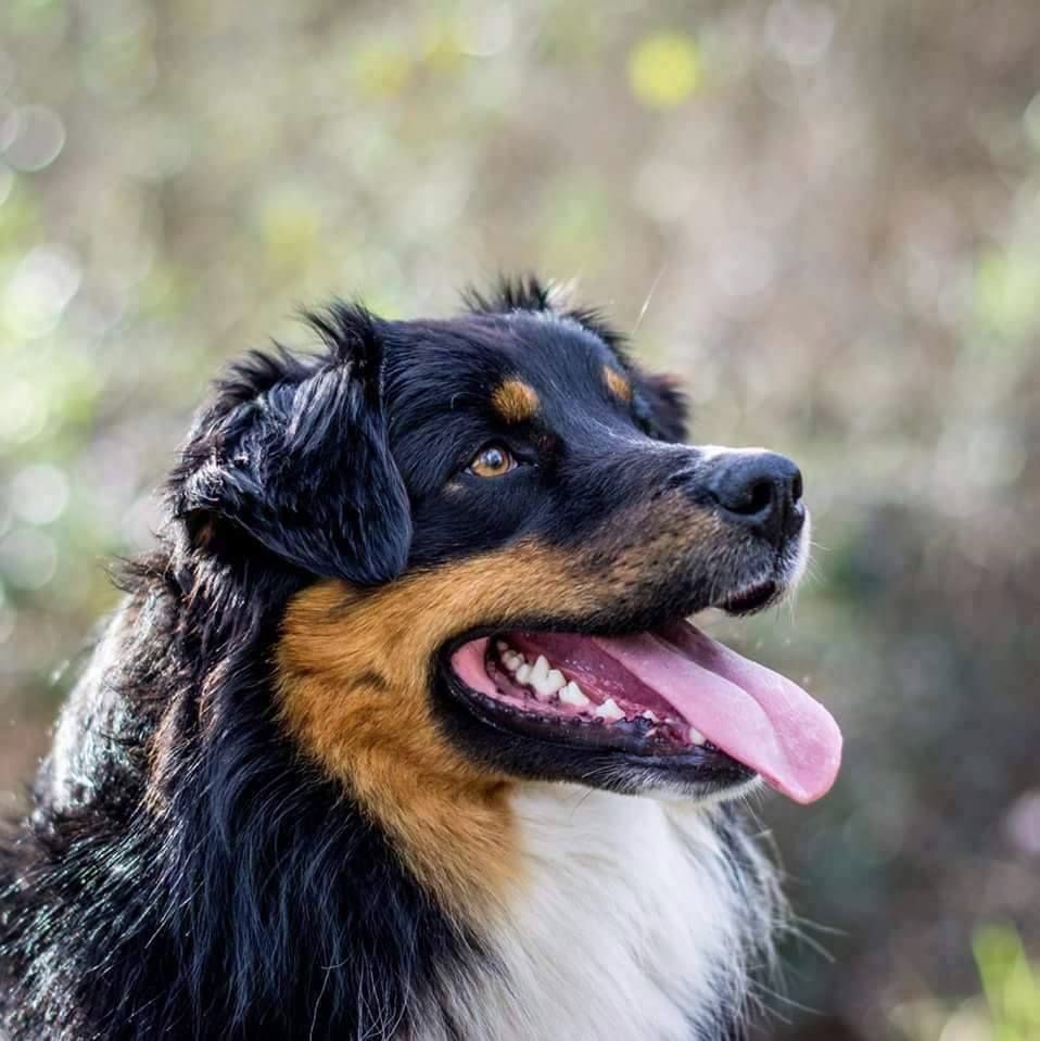 Maverick black sonic De Xiberoan Txakurrak