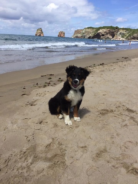 Maverick black sonic De Xiberoan Txakurrak