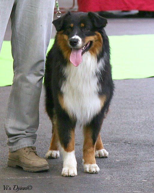 Maverick black sonic De Xiberoan Txakurrak