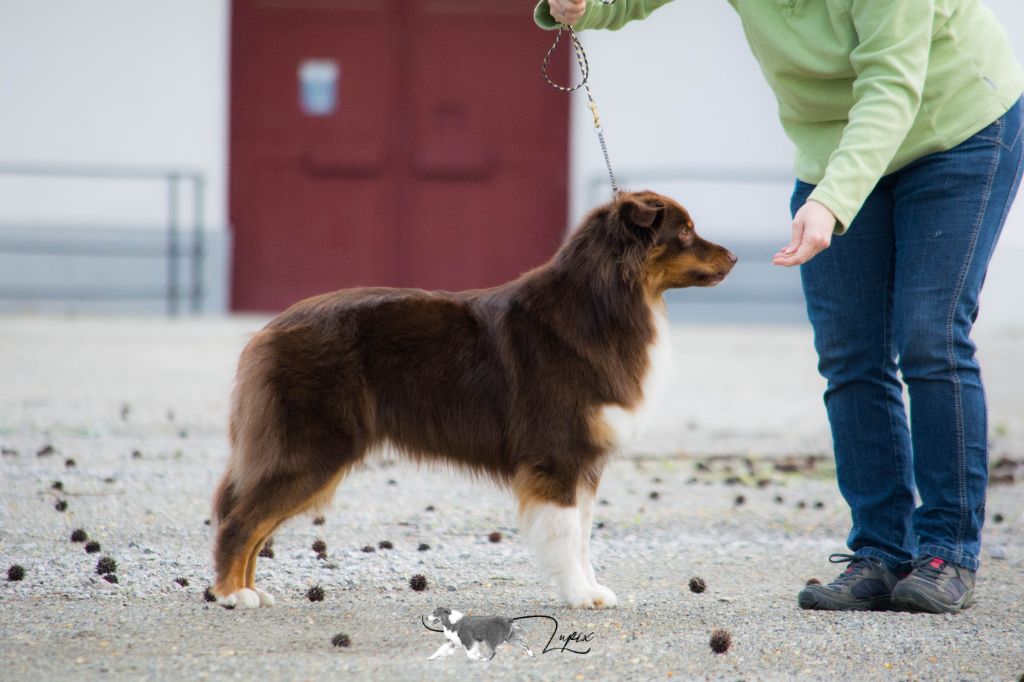 Never without peanut & chocolate De Xiberoan Txakurrak