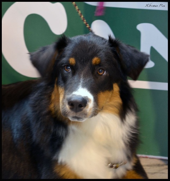 Maverick black sonic De Xiberoan Txakurrak