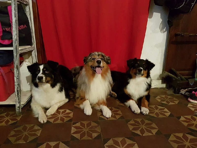 Maverick black sonic De Xiberoan Txakurrak