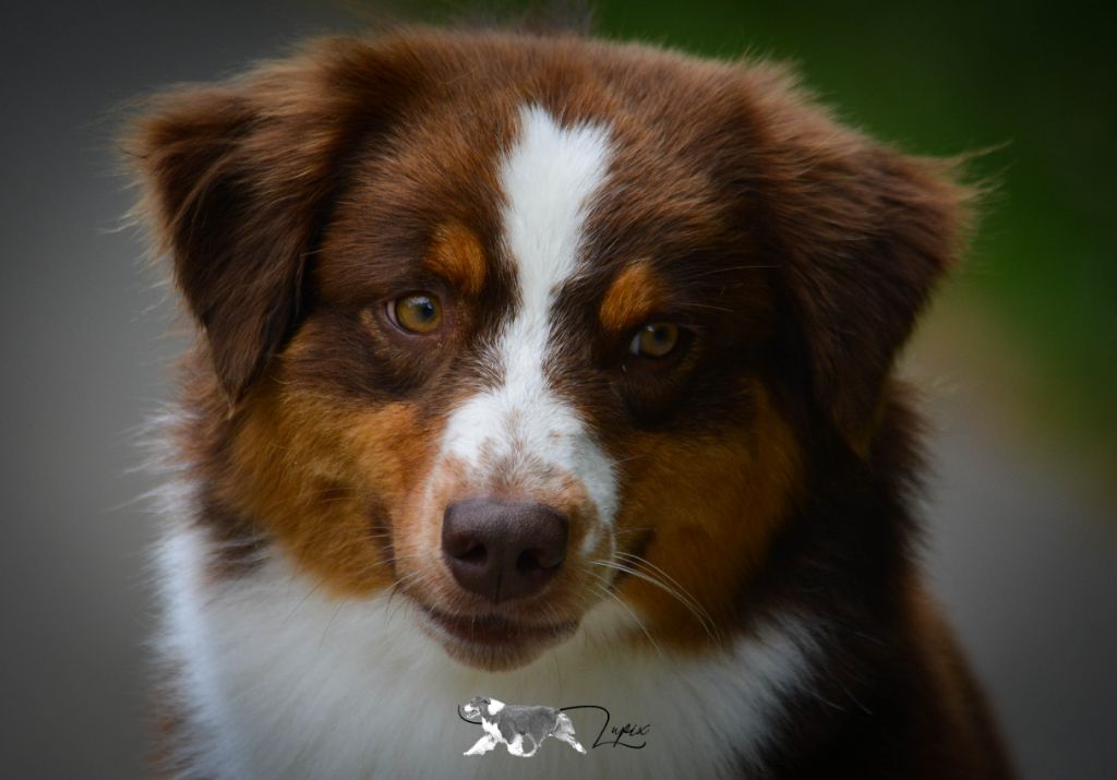 Red sunset De Xiberoan Txakurrak