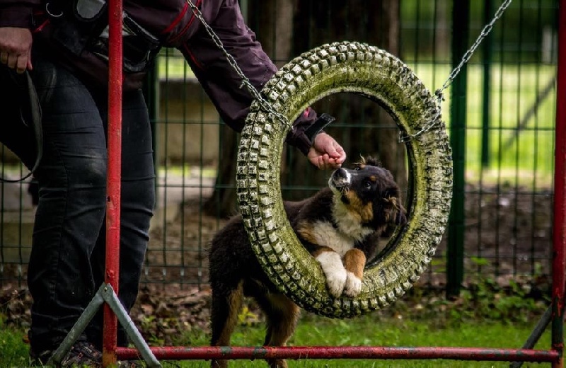 Maverick black sonic De Xiberoan Txakurrak