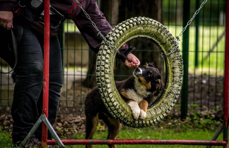 Maverick black sonic De Xiberoan Txakurrak
