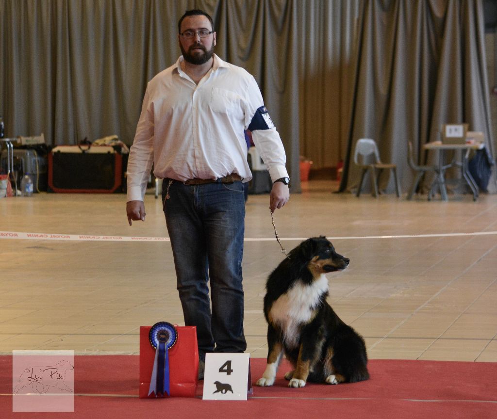 Maverick black sonic De Xiberoan Txakurrak