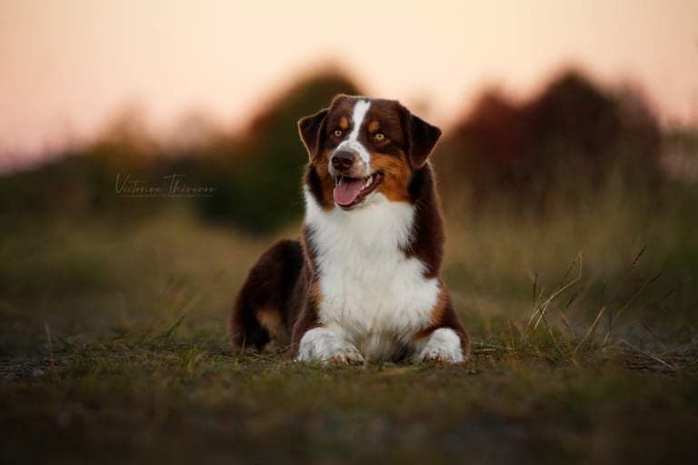 Red sunset De Xiberoan Txakurrak