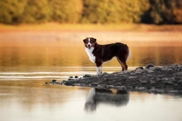 Red sunset De Xiberoan Txakurrak