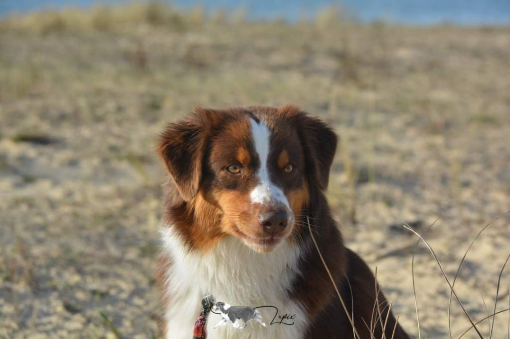 Red sunset De Xiberoan Txakurrak