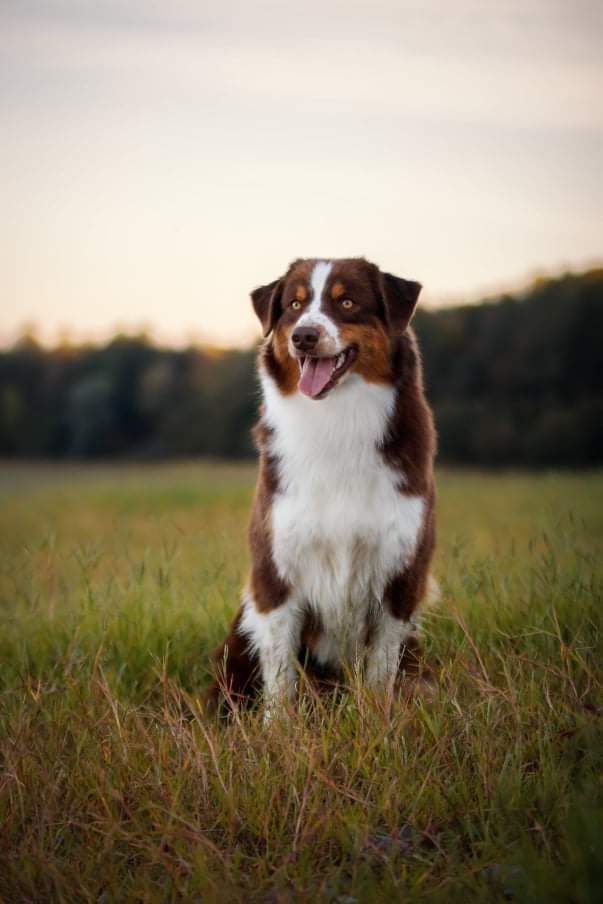 Red sunset De Xiberoan Txakurrak