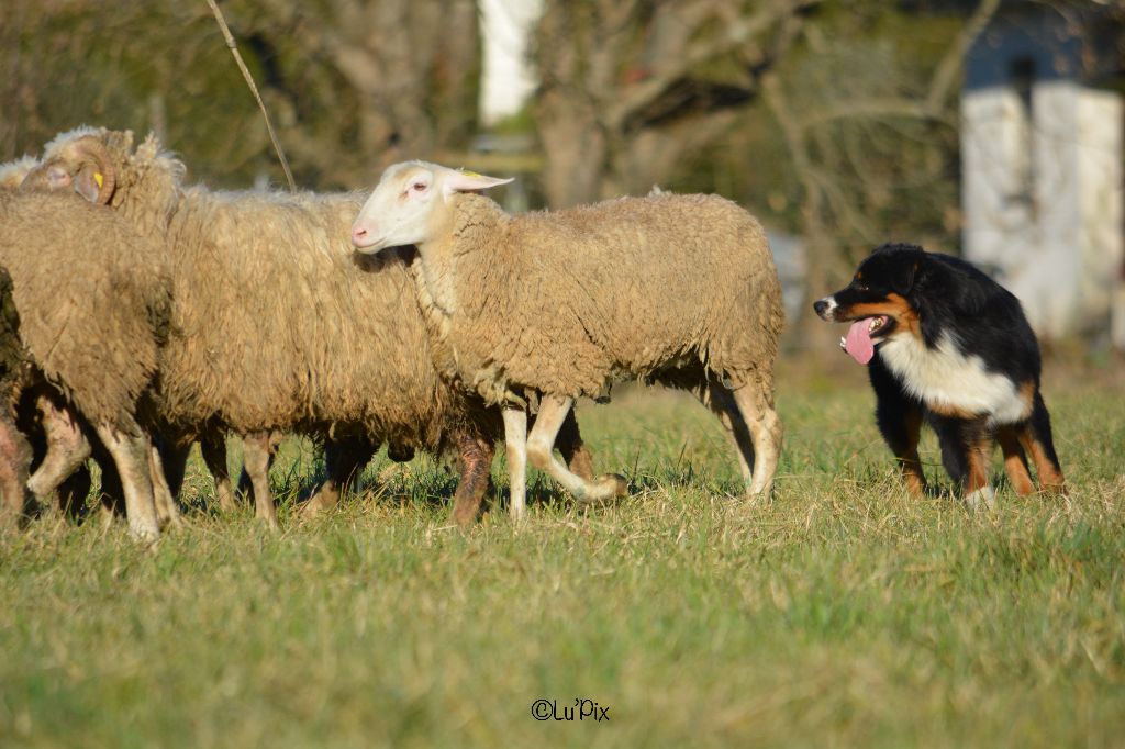 Maverick black sonic De Xiberoan Txakurrak