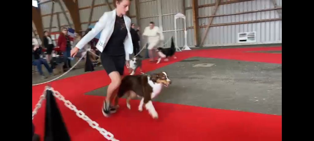 Red sunset De Xiberoan Txakurrak - 7ème Excellent