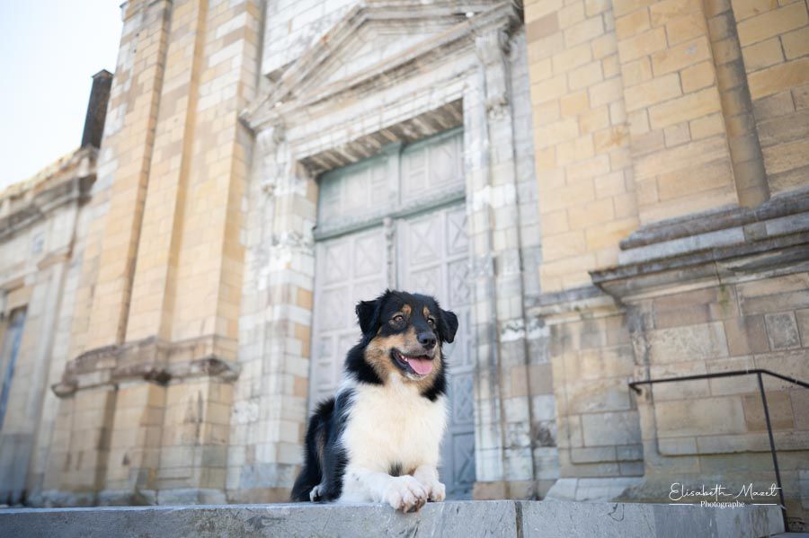 Unity of strengths De Xiberoan Txakurrak - Très Bon Non classé