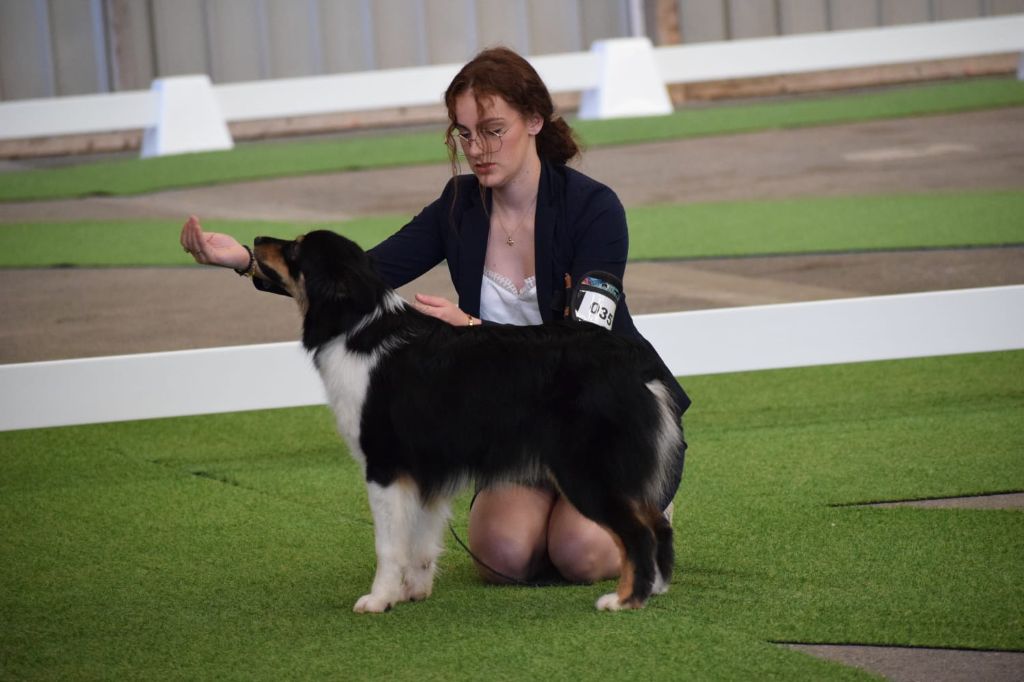 Unity of strengths De Xiberoan Txakurrak - Très Bon Non classé