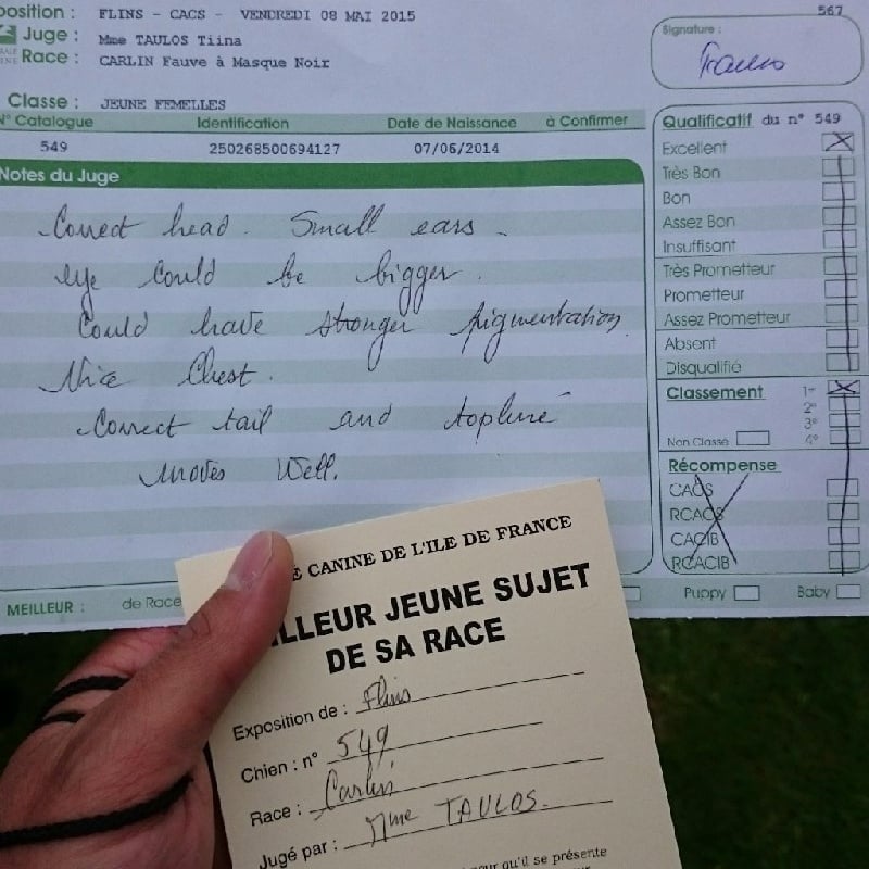 June du Jardin d'Elune - Classe Jeune - 1er Excellent - Meilleur Jeune de Race