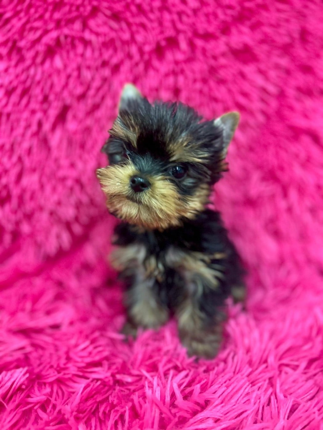 Yorkshire Terrier - Des P'tits Bouts D'amour