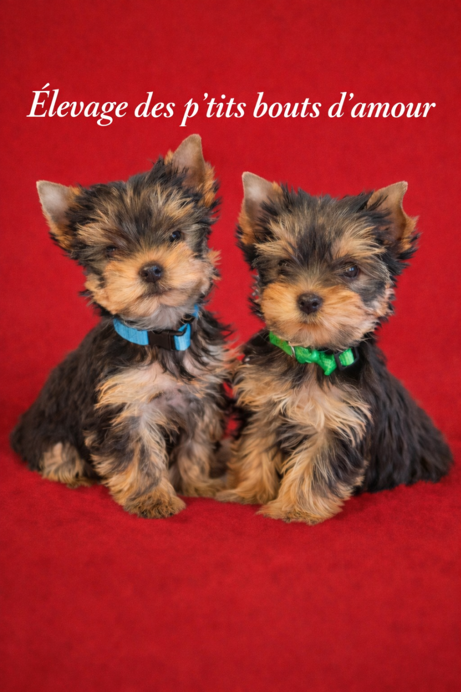 Yorkshire Terrier - Des P'tits Bouts D'amour