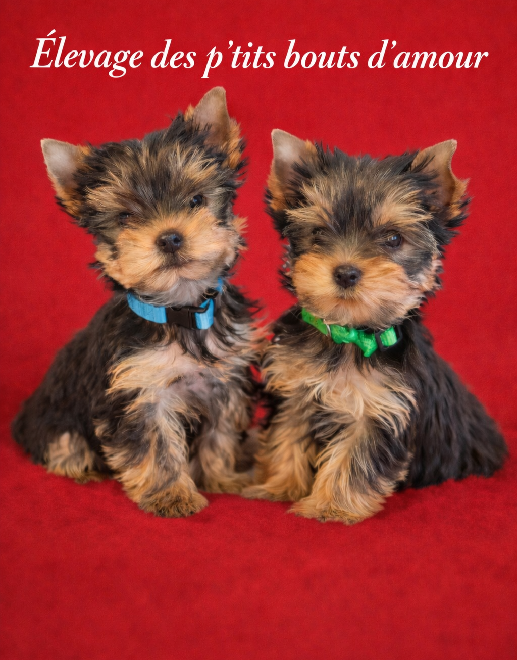 Yorkshire Terrier - Des P'tits Bouts D'amour