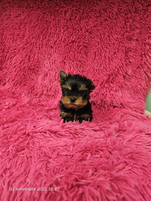 Les chiots de Yorkshire Terrier