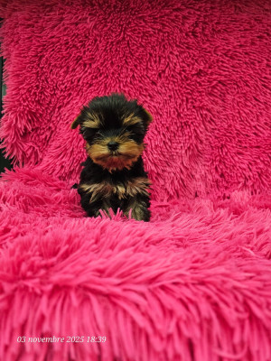 Les chiots de Yorkshire Terrier