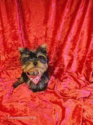 Les chiots de Yorkshire Terrier