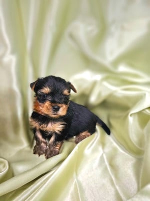 Les chiots de Yorkshire Terrier