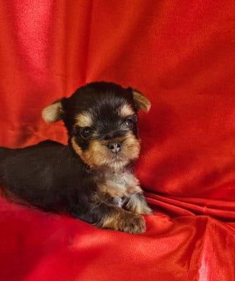 Les chiots de Yorkshire Terrier