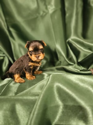 Les chiots de Yorkshire Terrier