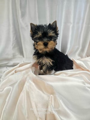 Les chiots de Yorkshire Terrier