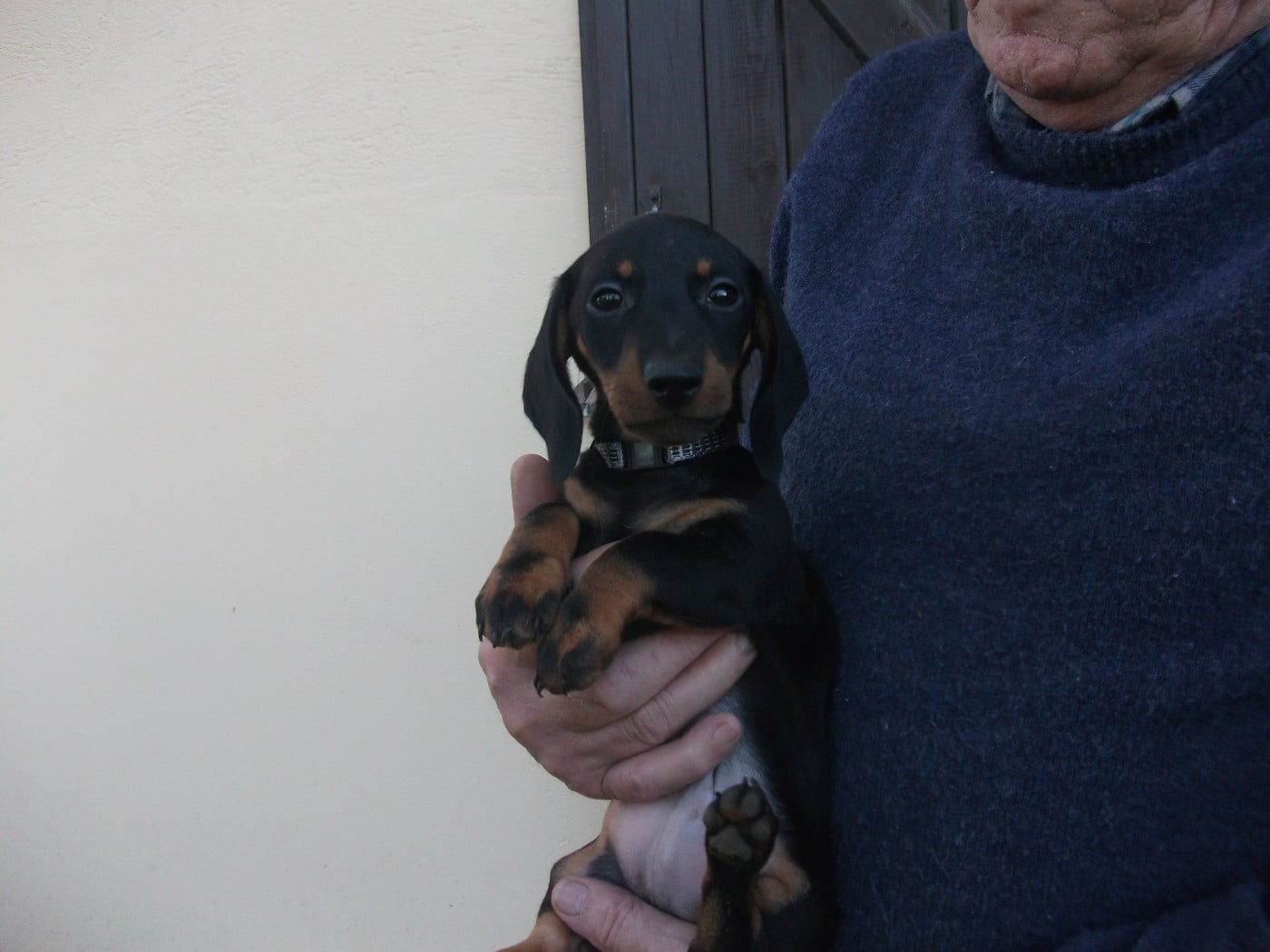 CHIOT 1 - Teckel poil ras