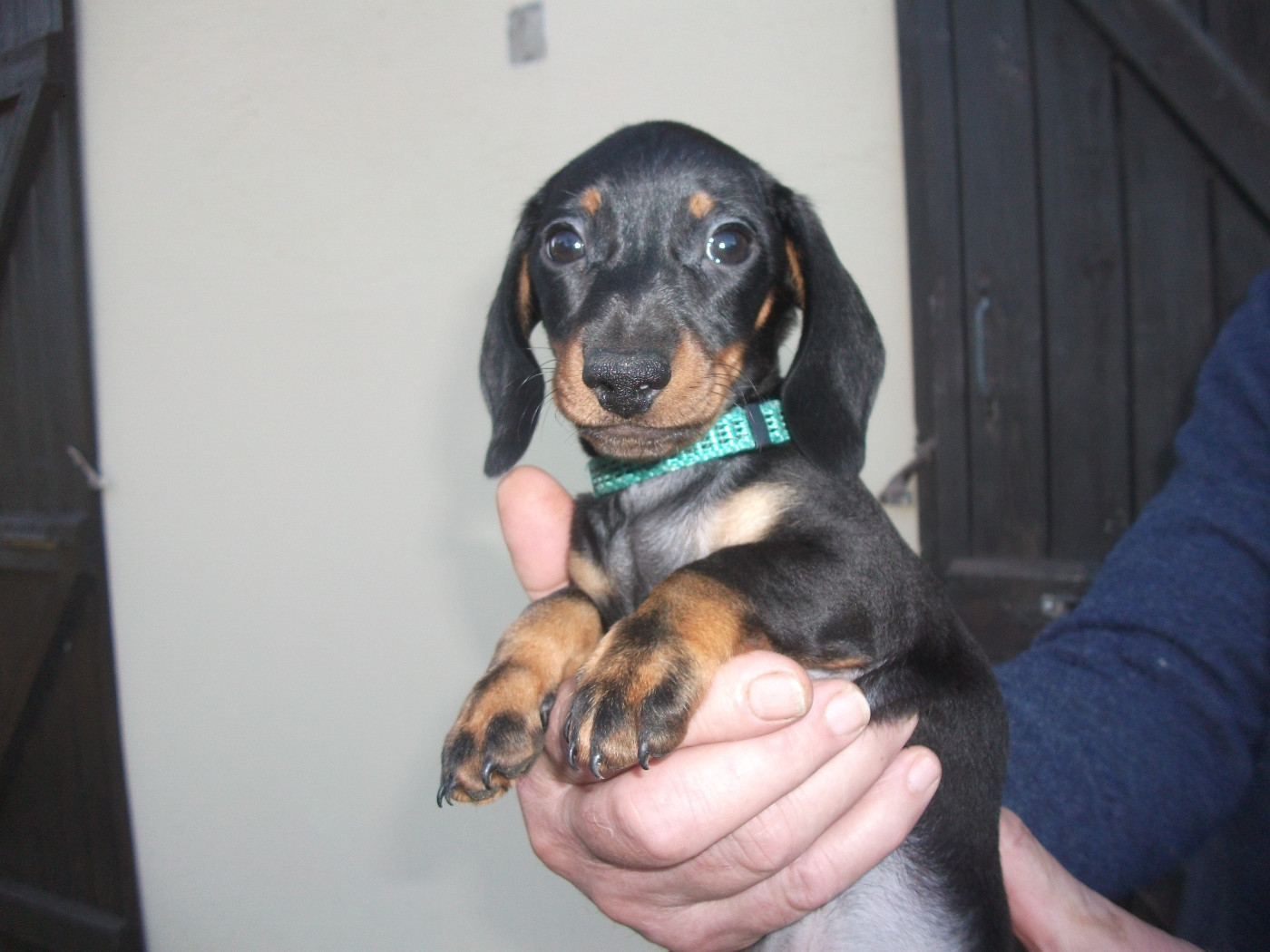 CHIOT 2 - Teckel poil ras