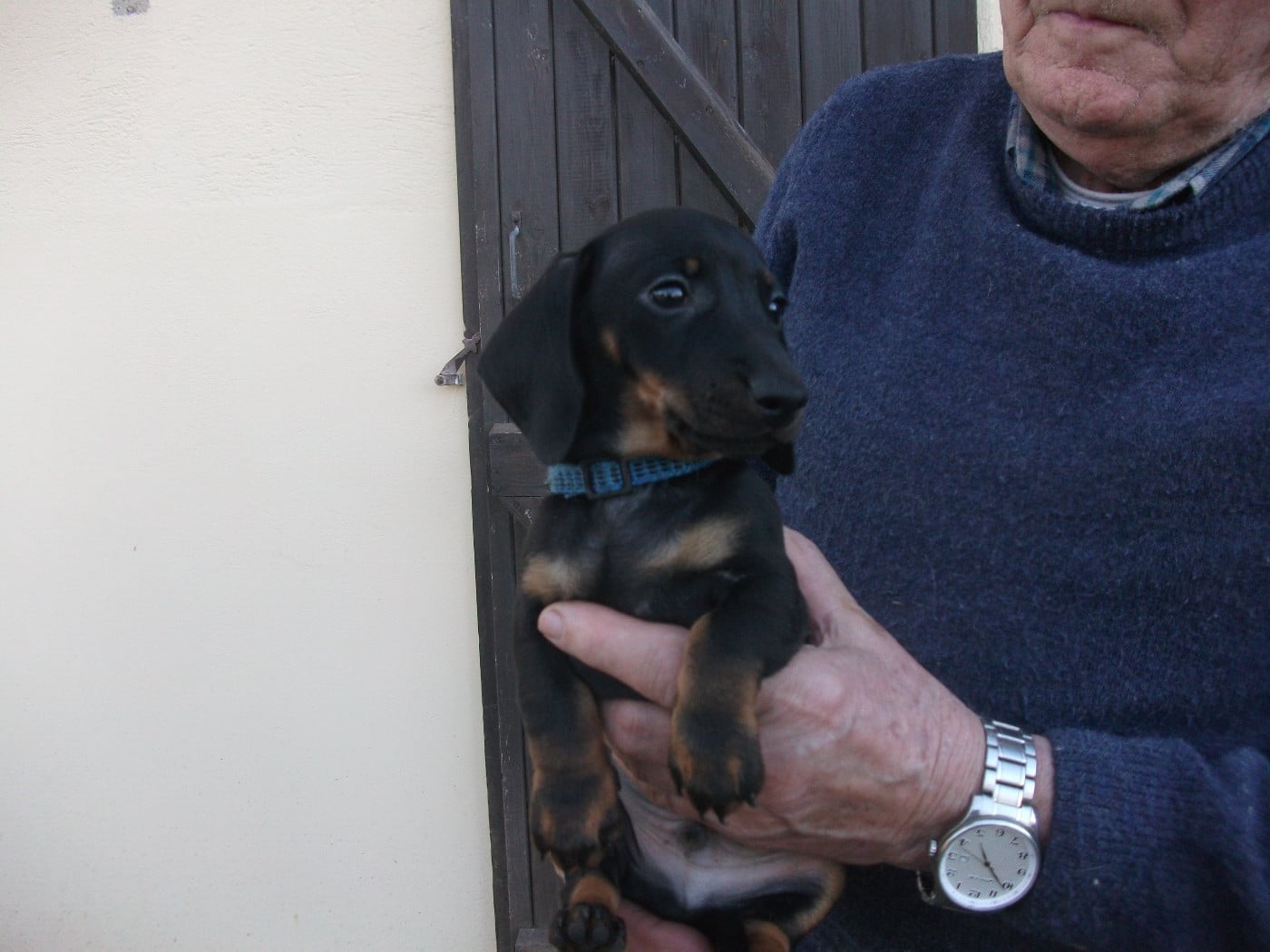 CHIOT 3 - Teckel poil ras