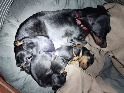 Les chiots de Teckel poil ras