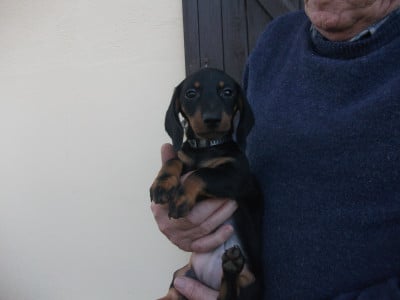 Les chiots de Teckel poil ras