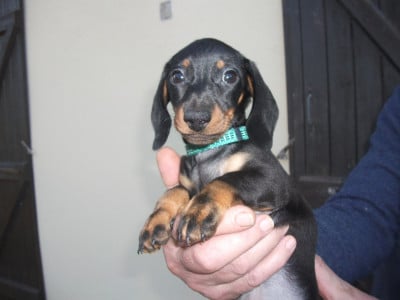 Les chiots de Teckel poil ras