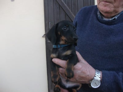 Les chiots de Teckel poil ras