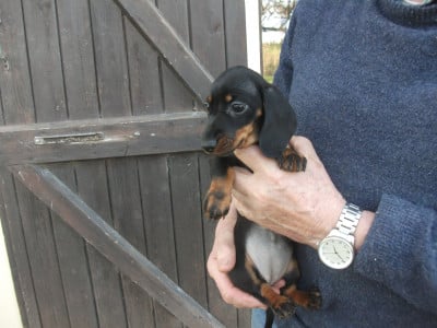 Les chiots de Teckel poil ras
