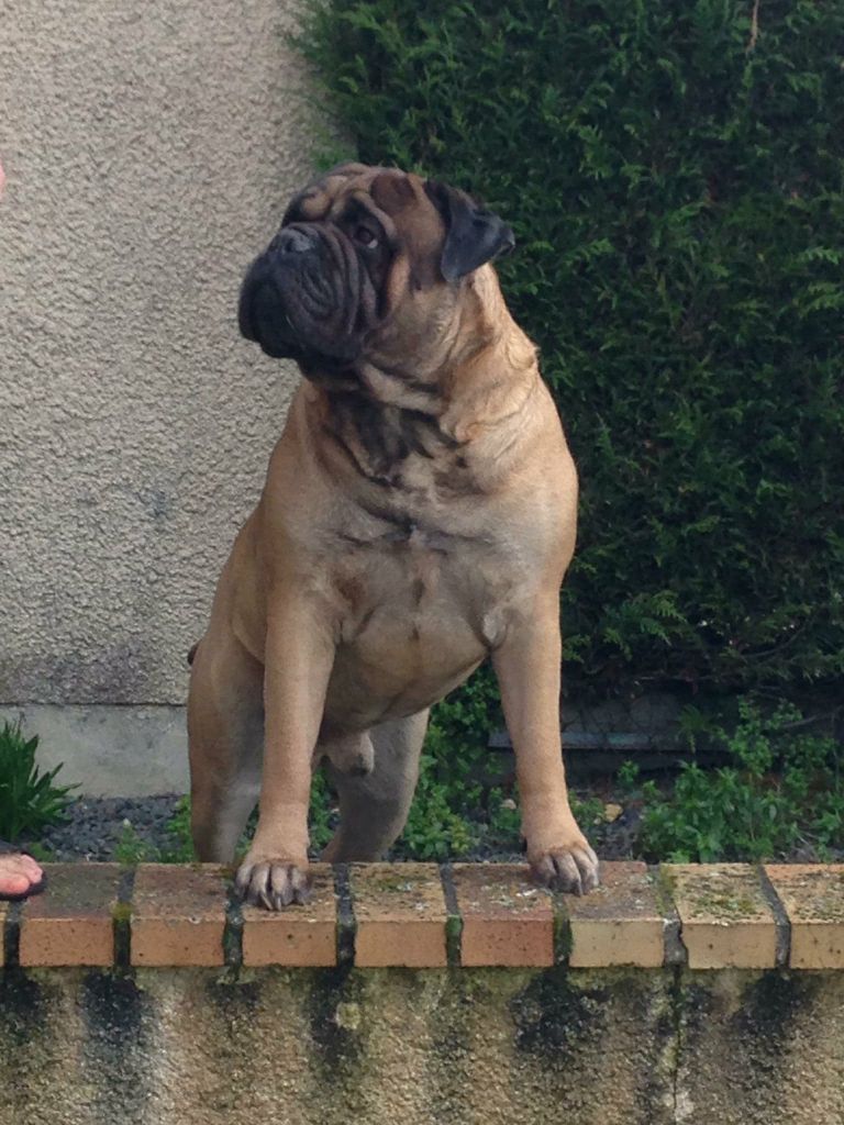 Jump Des Falaises Ardentes